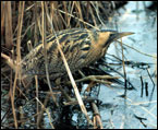 Picture &copy; Natural England