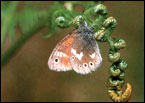Picture &copy; Natural England